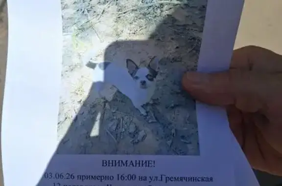 Пропала собака, Гремячинская улица, Волгоград - photo