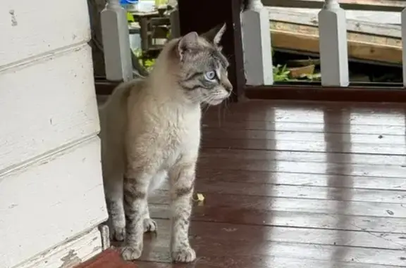 Найдена кошка, Сокольский район, фото: Найдена кошка, трасса М8 между городом Кадников и Сокольской развилкой, Сокольский район — пепельно-рыжая с серой мордочкой
