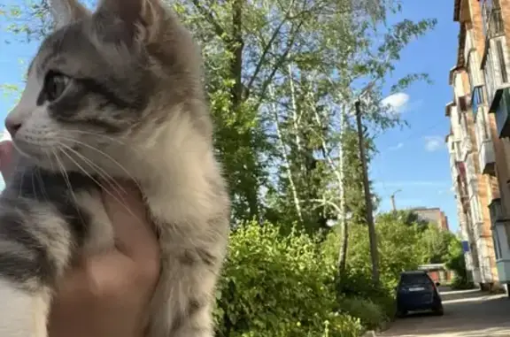 Найденные животные Пенза, фото: Найдена кошка, улица Вяземского, 49, Пенза — маленький котёнок