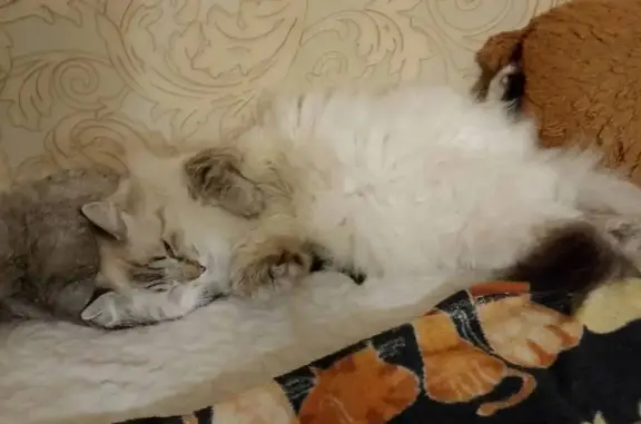 Пропала кошка, улица Халтурина, 22, Курск — пугливая, откликается на «Тучка» - photo