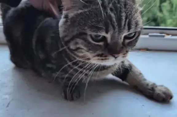 Найдена кошка, Королёв, фото: Найдена кошка, улица Комитетский Лес, 12, Королёв — очень ласковая, явно домашняя