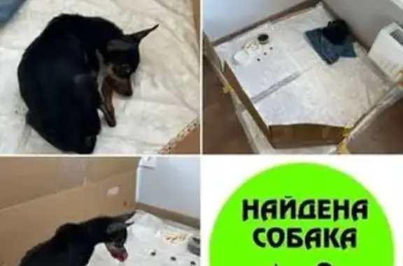 Найденные животные Казань, фото: Найдена собака, городской округ Казань, Казань