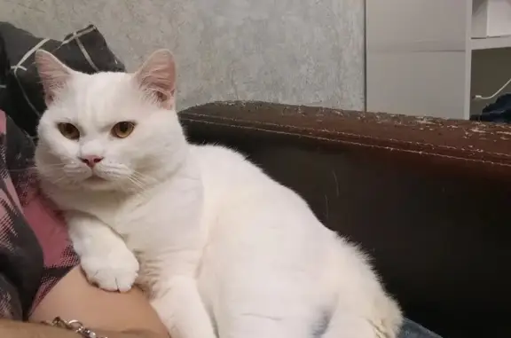 Пропала кошка, Оснабрюкская улица, 10, Тверь — полностью белая, дружелюбная - photo
