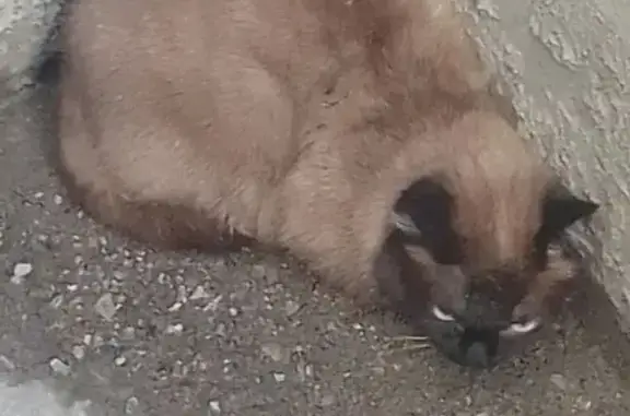 Пропала кошка, Херсонская улица, 1, Новокузнецк — сиамский кот - photo