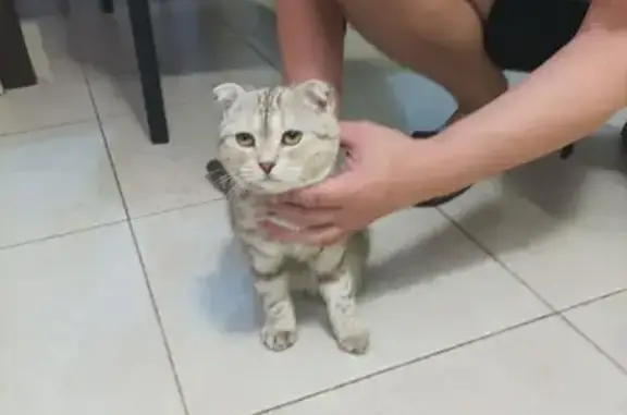 Найдена кошка, Самара, фото: Найдена кошка, 5-я Кряжская улица, 29, Самара — молодая, очень ласковая