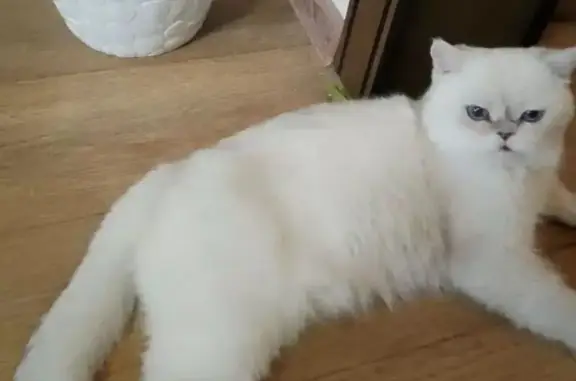 Пропала кошка, Пирятинская улица, 03, Абакан — белый кот, голубые глаза, глухой - photo