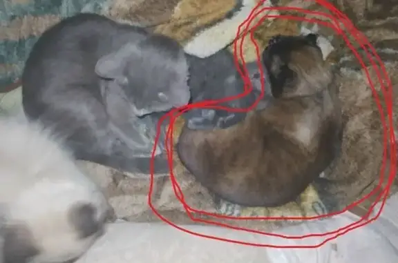 Пропала кошка, улица Смирнова, 5А, Пермь — кофейно-молочный окрас, короткий хвост - photo