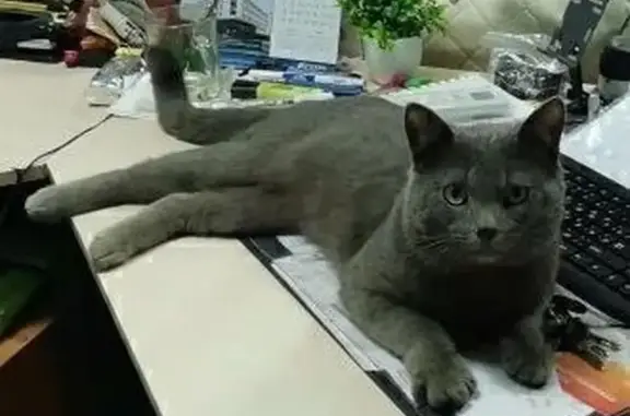 Найдена кошка, Москва, фото: Найдена кошка, 1-й Вешняковский проезд, 2 с7, Москва — серый ласковый котик, жёлтые глаза