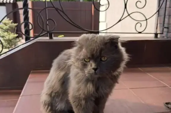 Найдена кошка, Балашиха, фото: Найдена кошка, Ольховая улица, 8, Балашиха — вислоухая, с зелёным ошейником
