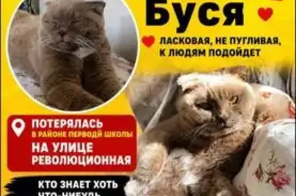 Пропала кошка, Революционная улица, 34, Берёзовский — серая с белыми пятнами - photo