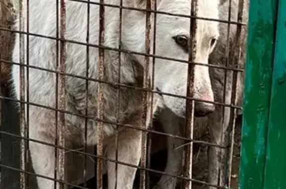 Найдена собака, Пенза, фото: Найдена собака, Осенняя улица, 1, Пенза — белый пёс в отлове