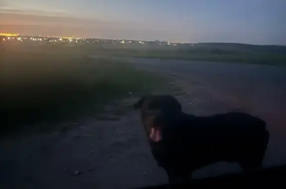 Найдена собака, Володарский, фото: Найдена собака, Ломоносовский район, Ленинградская область, Володарский — чёрная, гуляет одна