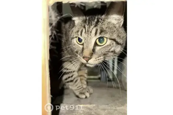 Пропала кошка, улица Морозова Павла Леонтьевича, 4А, Хабаровск — коричнево-серый окрас, в бежевой шлейке с голубым GPS-маячком - photo