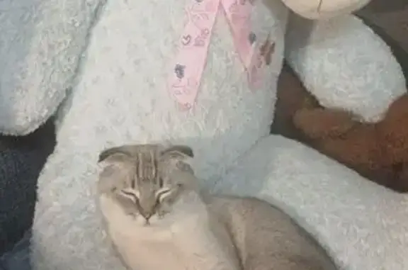 Пропала кошка, Казахская улица, 9, Ростов-на-Дону - photo