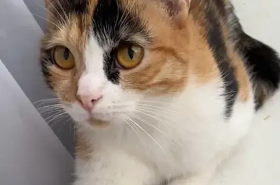 Пропала кошка, улица Новая Заря, 8, Красноярск — трёхцветная домашняя Мия - photo