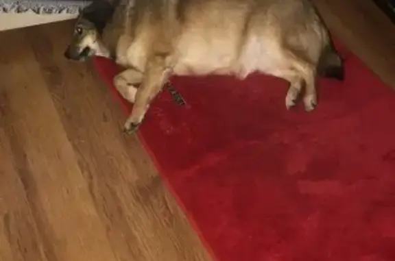 Пропала собака, Химки, Московская область — рыжая с чёрным шерстью, возможно прихрамывает - photo