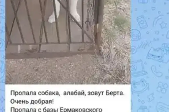 Пропала собака, Нижневартовск — белая, крупная, с брезентовым ошейником - photo