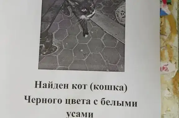 Найдена кошка, Тюмень, фото: Найдена кошка, Фабричная улица, 20, Тюмень — чёрная с белым, очень ласковая