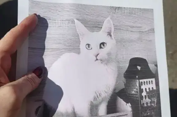 Пропала кошка, Комсомольский проспект, 12, Сургут — белая, с жёлтыми глазами, розовый ошейник с гравировкой - photo