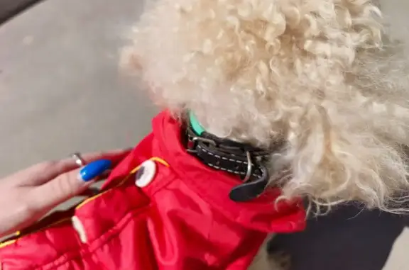 Найдена собака, Чехов, фото: Найдена собака, Земская улица, 4, Чехов — пудель, мальчик, два ошейника