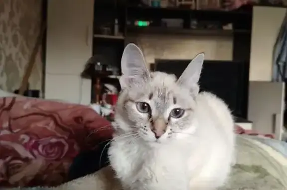 Пропала кошка, Восточная улица, 5, Верхняя Салда — маленькая, с чёрными ушками и хвостом - photo