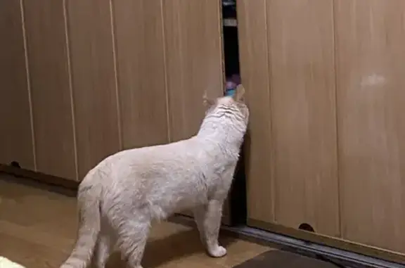 Кошки потеряшки, Уфа, фото: Потеряшка кошка, улица Степана Кувыкина, 5/2, Уфа — песочный окрас, отзывается на имя Умка