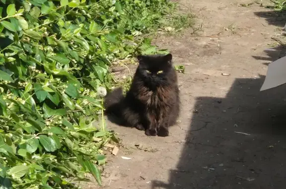 Найдена кошка, Санкт-Петербург, фото: Найдена кошка, улица Адмирала Черокова, 18 к2, Санкт-Петербург — молодая, чёрная, домашняя