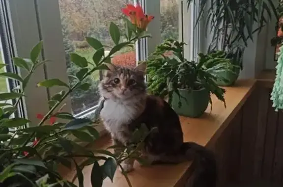 Кошки потеряшки, Бакеево, фото: Потеряшка кошка, Бакеево, Московская область — трёхцветная, с белой грудкой