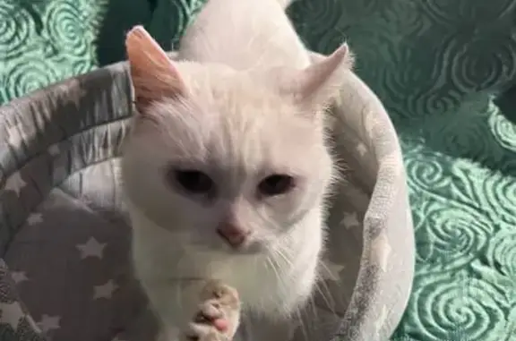 Пропала кошка, Советская улица, 4, Запорожское — белая, с рыжеватым пятном на хвосте, пугливая - photo
