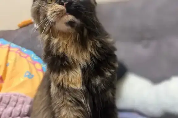 Пропала кошка, Балтийская улица, 1, Калининград — на ушках кисточки, пушистый хвост - photo