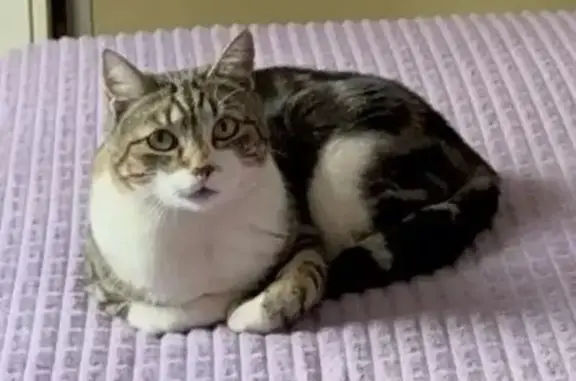 Пропала кошка, улица Литвинова, 15, Ростов-на-Дону — кастрированная, немного трусливая - photo