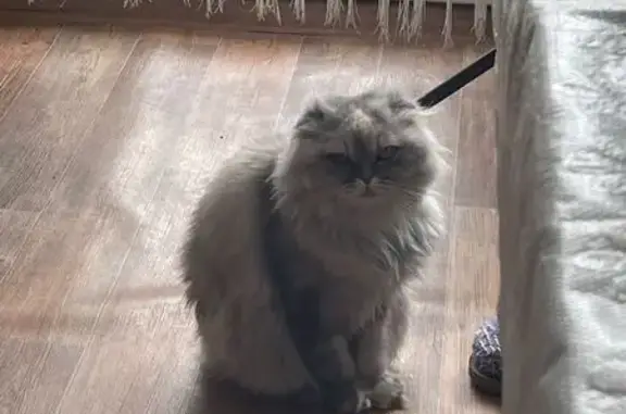 Пропала кошка, улица Пархоменко, Новосибирск — шотландская вислоухая, 10 лет - photo