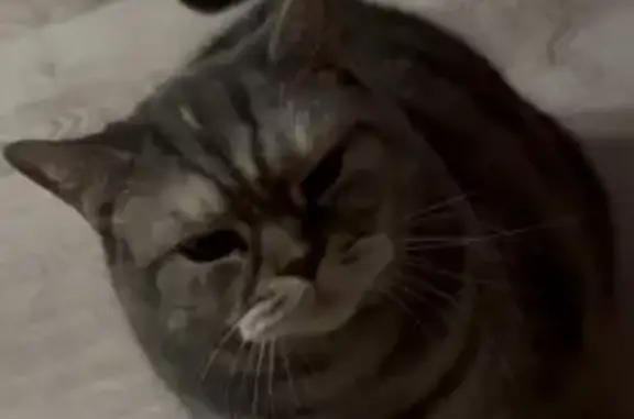 Пропала кошка, Садовая улица, 8, Тюменский — шотландская серая, пропала после грозы ночью - photo