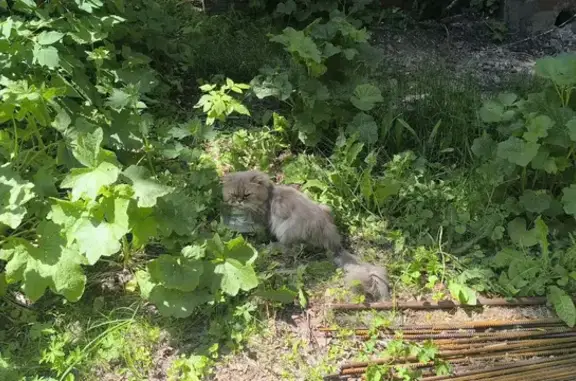 Найдена кошка, Казань, фото: Найдена кошка, улица Аделя Кутуя, 5, Казань — разноцветные глаза, вислоухая, почти обессилена
