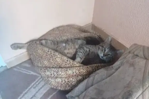 Пропала кошка, Чистопольская улица, 13, Ростов-на-Дону — 3 года, камышового окраса, неконтактная - photo