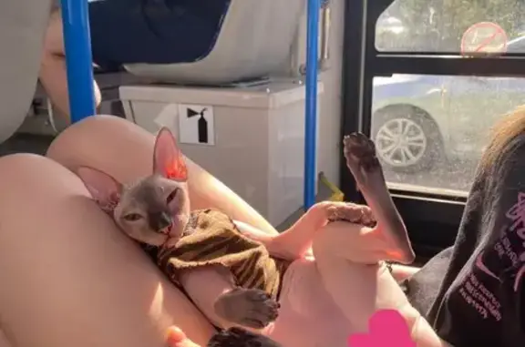 Кошки потеряшки, Шумиха, фото: Потеряшка кошка, улица Олохова, 89, Шумиха — сфинкс в леопардовой кофточке