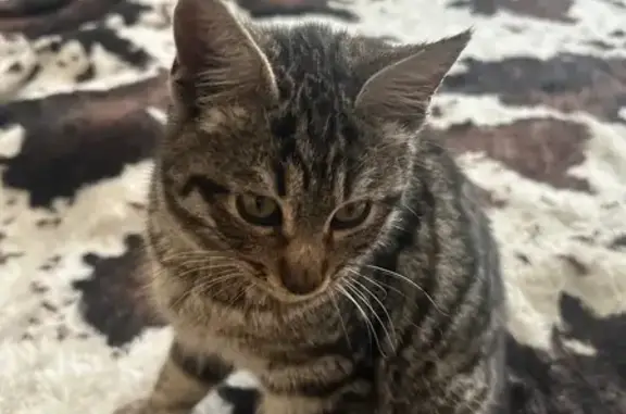 Найдена кошка, Краснодар, фото: Найдена кошка, улица Невкипелого, 18 к2, Краснодар — очень красивый, добрый, ласковый
