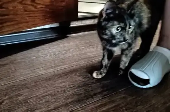 Найдена кошка, Сургут, фото: Найдена кошка, Тюменский тракт, 10, Сургут — черепахового окраса, стерилизованная, лоток знает
