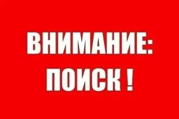 Пропала собака, Ударная улица, 80, Новоалтайск — кобель, рыжий с белым, шрам на шее - photo