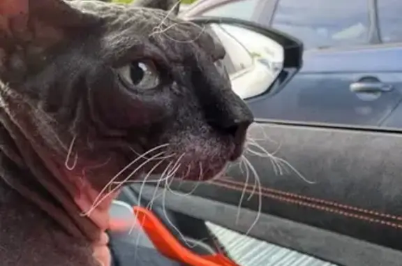 Пропала кошка, Парковая улица, 2, Челябинск — 11 лет, серого цвета, зелёные глаза - photo