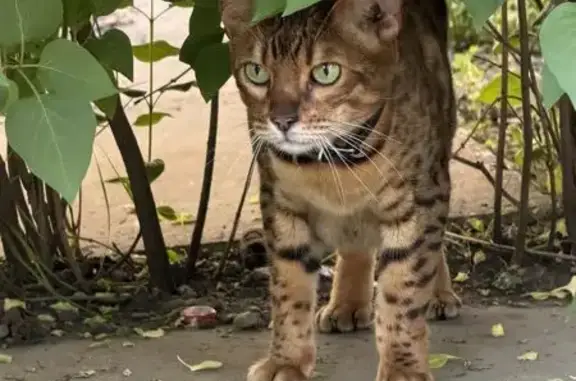 Найдена кошка, Красноярск, фото: Найдена кошка, улица Алексеева, 17, Красноярск — бенгальская порода, чёрный кожаный ошейник, зелёные глаза