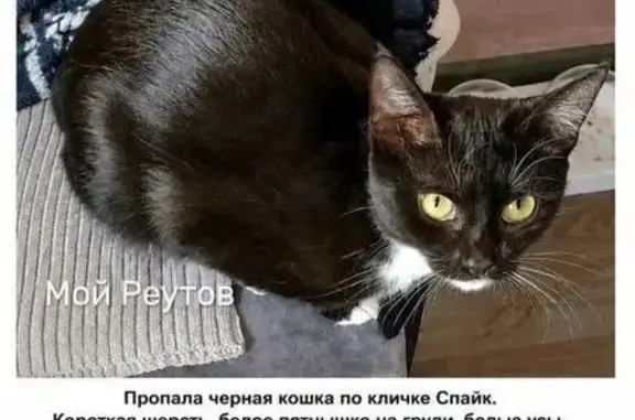 Пропала кошка, Советская улица, 12, Реутов — 22 мая, вознаграждение гарантировано - photo