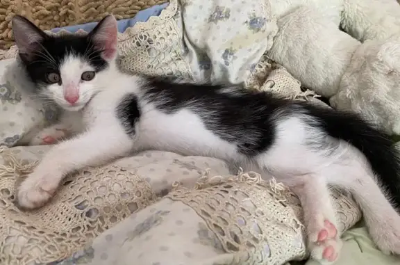 Пропала кошка, Бориса Панина, д. 19, Нижний Новгород — чёрно-белый котёнок, 2 месяца - photo