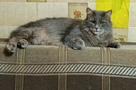 Кошки потеряшки, Коргашино, фото: Потеряшка кошка, Микрорайон Поселок Пироговский (г Мытищи), Мытищинская, д. 14, Пироговский — крупный кастрированный кот 4 года без ошейника