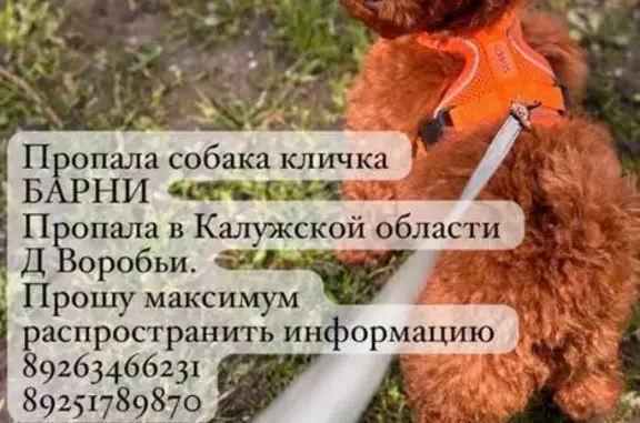 Пропала собака, Деревня Воробьи, Воробьи — мини-пудель коричневого цвета - photo