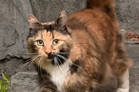 Найдена кошка, Калининград, фото: Найдена кошка, Калининград, Лейтенанта Яналова — трёхцветная, ручная, пушистая