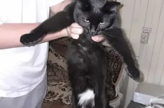 Найдена кошка, Кемерово, фото: Найдена кошка, Кемерово, Ленина, д. 77 — чёрная, ласковая, кастрированная