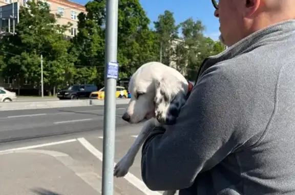 Найдена собака, Москва, фото: Найдена собака, Москва, Большая Академическая — небольшая белая с чёрными крапинками