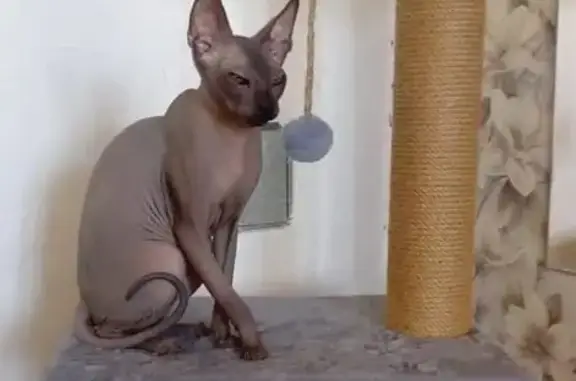 Пропала кошка, Прокопьевск, Кемеровская область — серый красивый кот - photo