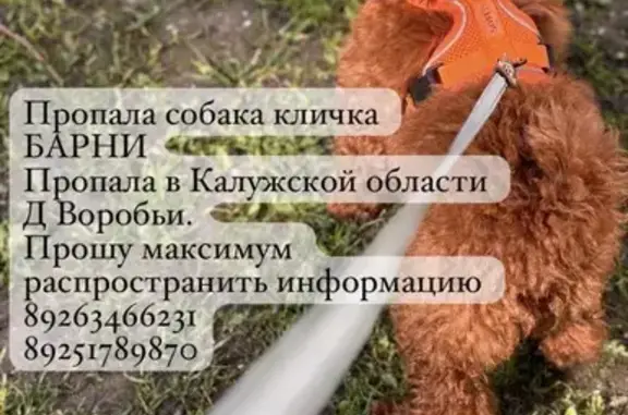 Пропала собака, Деревня Воробьи, Московская, д. 50, Воробьи — щенок Барни, 4 месяца - photo